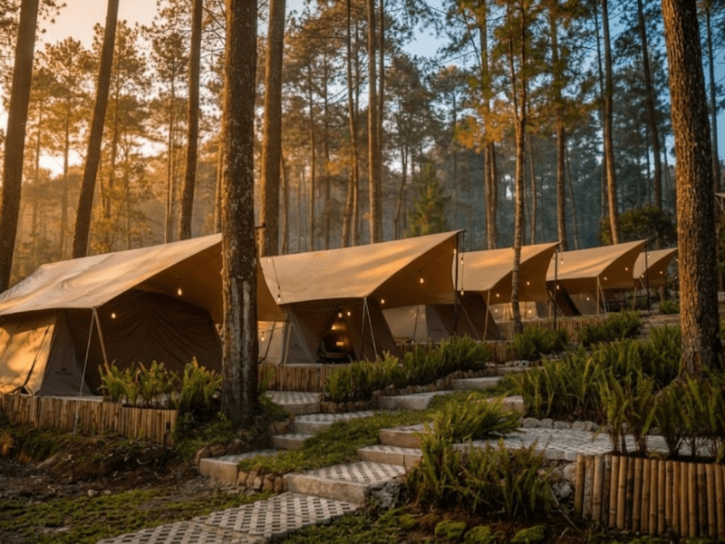 Senja Hangat di Pelukan Pinus